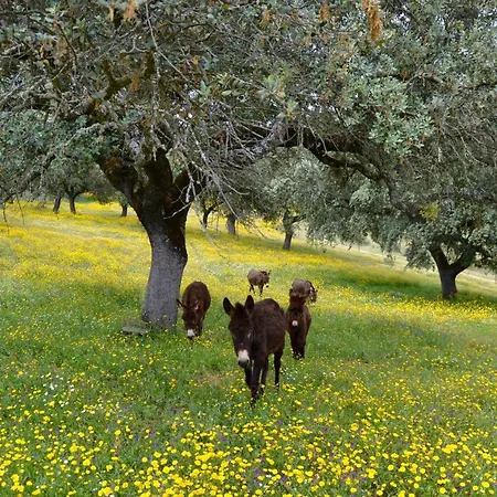 Alcornocalejo Country house