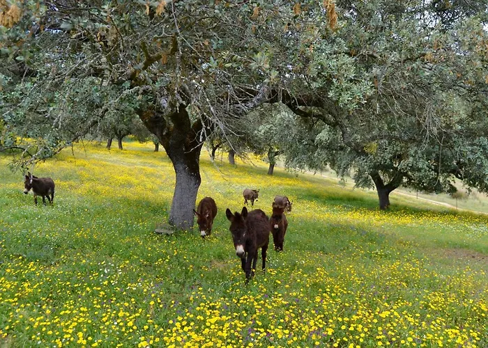 Alcornocalejo Летний дом